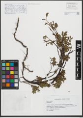Foto von Salix retusa L.